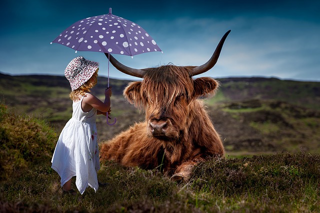 Kráva a dítě s deštníkem